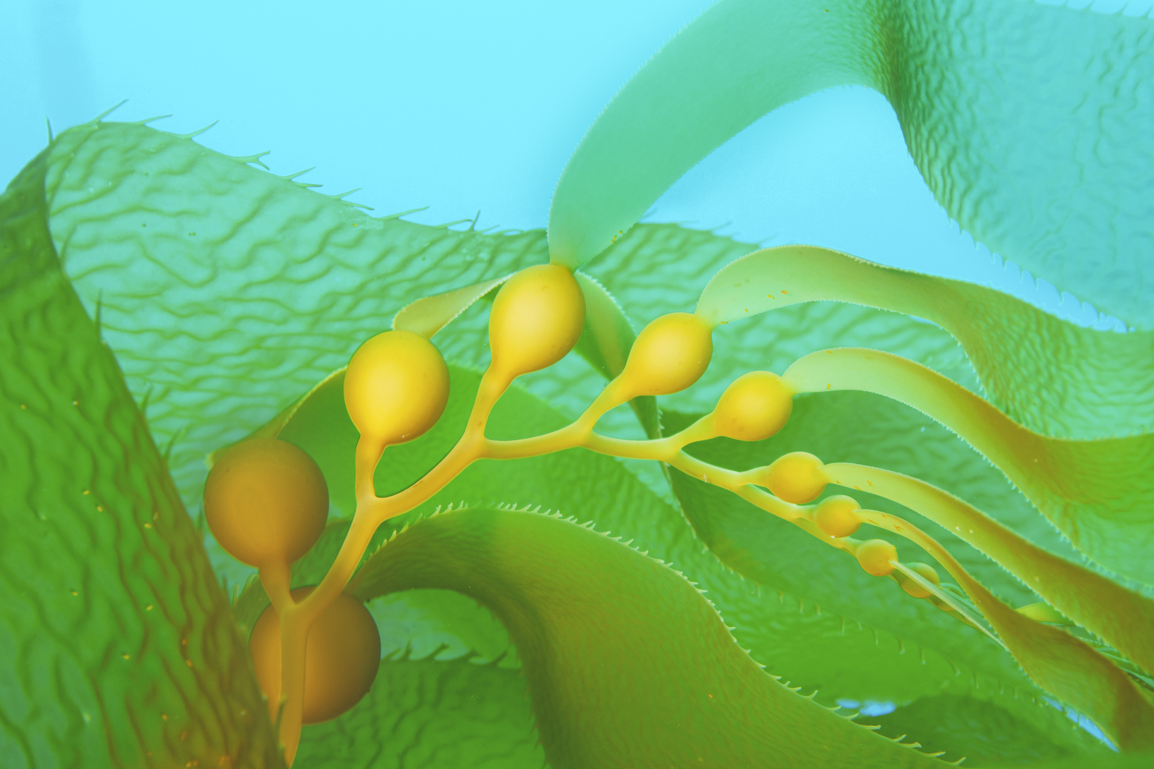 Kelp growing in sun